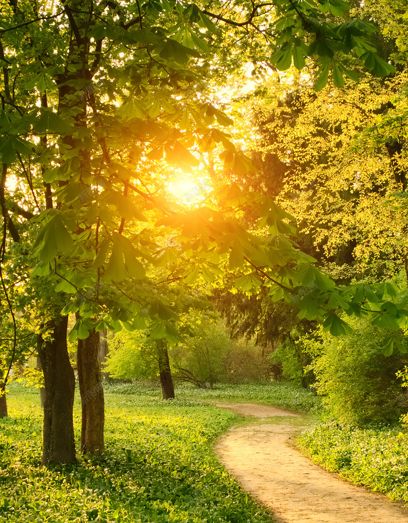 林间小路梦幻背景jpg设计背景_新图网 https://ixintu.com 林间小路 梦幻 风景 大树 阳光 H5 h5 摄影