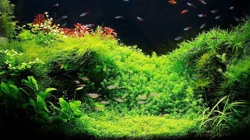 水草造景背景jpg设计背景_新图网 https://ixintu.com 水景 鱼缸 水草造景 造景