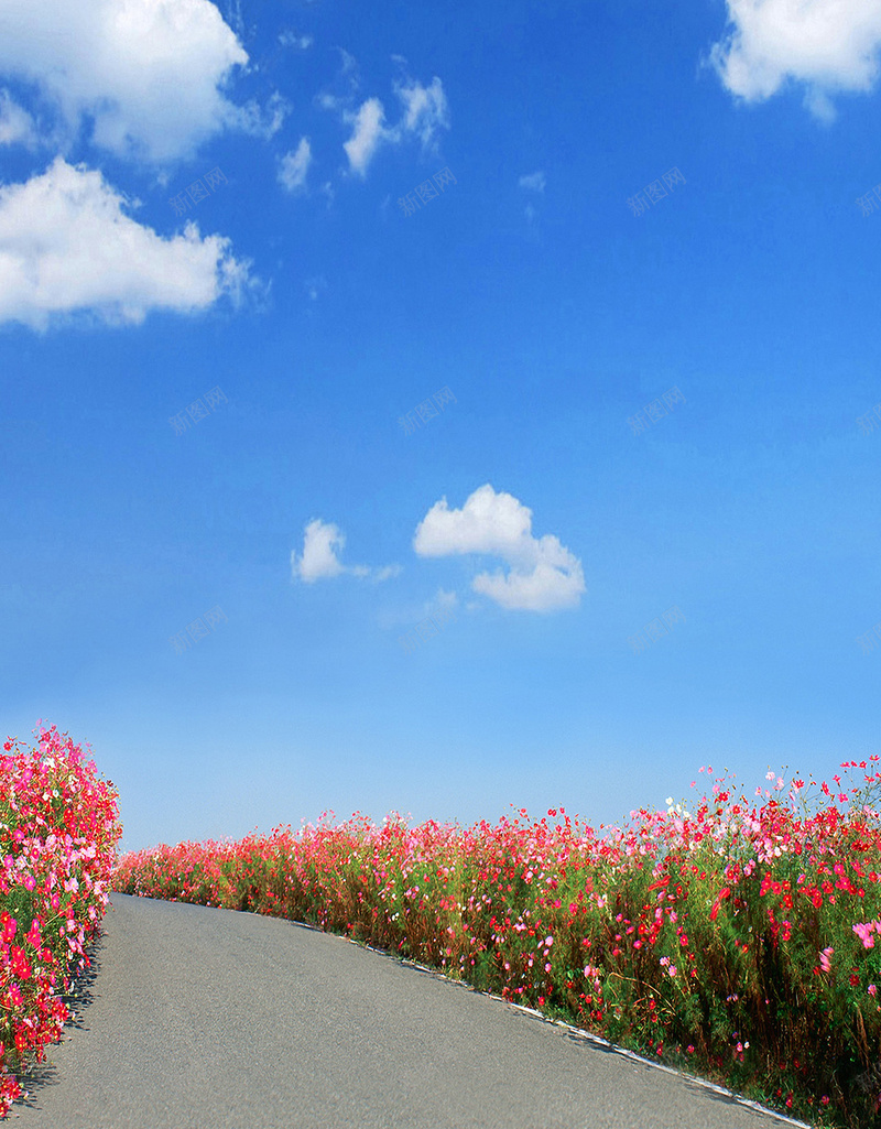 虞美人红花马路蓝天H5背景图jpg设计背景_新图网 https://ixintu.com 马路 虞美人 蓝天 背景图 摄影 H5 风景