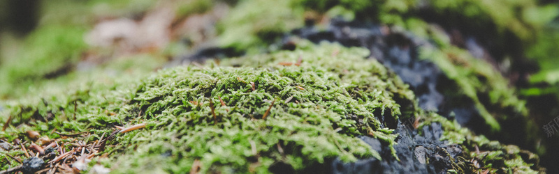 植被特写背景图jpg设计背景_新图网 https://ixintu.com 绿色 植被 海报banner 摄影 风景