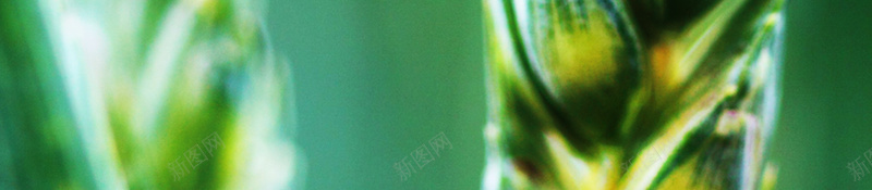 绿色简约芒种二十四节气宣传海报psd设计背景_新图网 https://ixintu.com 绿色麦穗 芒种节气 节气 芒种 麦穗 未成熟麦穗 夏季节气 二十四节气