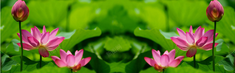 清新荷花淘宝海报背景psd设计背景_新图网 https://ixintu.com 淘宝banner 淘宝海报 创意 海报 简约 淘宝 海报banner 其他