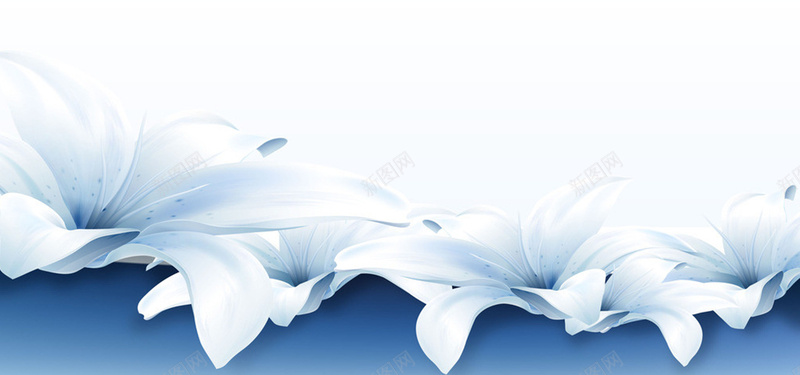 百合背景图jpg设计背景_新图网 https://ixintu.com 百合 蓝色 白色 花卉 海报banner 摄影 风景