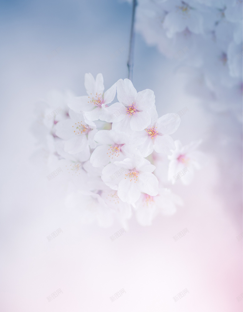 白色花卉H5背景jpg设计背景_新图网 https://ixintu.com 光影 女装 白色 粉色 花卉 H5背景 浪漫 H5 h5 梦幻