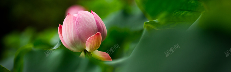 池塘中的荷花摄影jpg设计背景_新图网 https://ixintu.com 池塘 荷花 风景 荷叶 莲花 摄影 海报banner