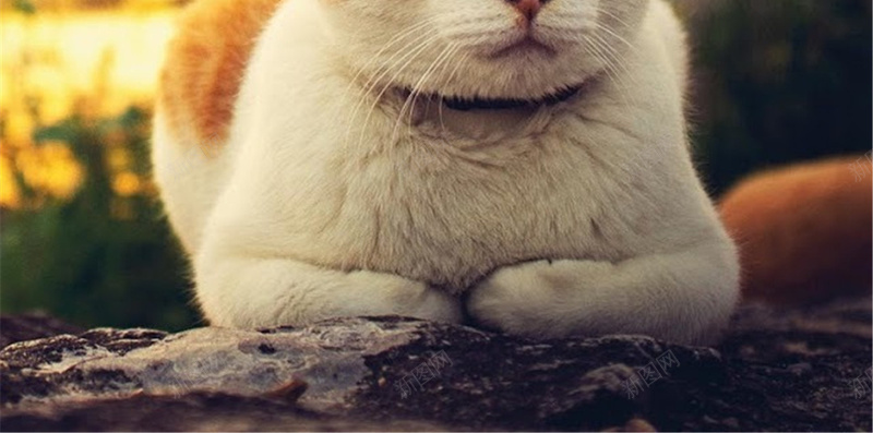 午憩的小猫H5背景jpg设计背景_新图网 https://ixintu.com 可爱 猫咪 石板 黄色 桥 H5背景 H5 h5