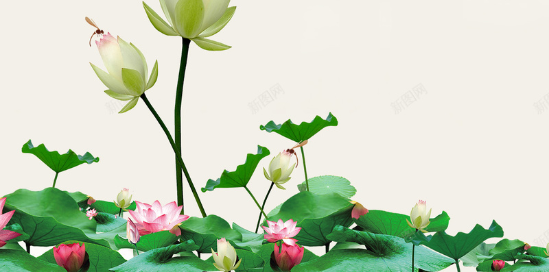 清新荷花赏花H5海报背景psd分层下载psd设计背景_新图网 https://ixintu.com 清新 简洁 绿色 荷花 蜻蜓 生机勃勃 诗意 文化 荷花韵 H5背景 h5 圆 荷叶 莲花 psd