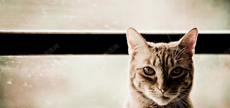 猫咪背景bannerjpg设计背景_新图网 https://ixintu.com 猫咪 萌宠 海报banner 摄影 风景