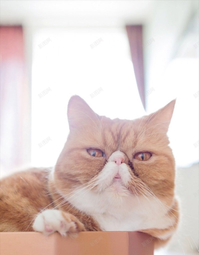 宠物萌可爱猫咪H5背景jpg设计背景_新图网 https://ixintu.com 萌 可爱 猫 宠物 萌宠 H5 h5 卡通 童趣 手绘