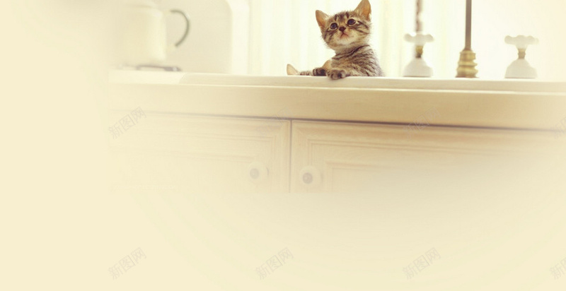 可爱猫咪背景jpg设计背景_新图网 https://ixintu.com 可爱 小猫 猫咪 动物 柜子 详情页海报 文艺 小清新 简约