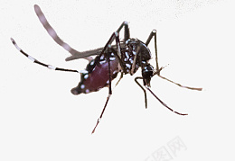 吸血的蚊子png免抠素材_新图网 https://ixintu.com 吸血 四害 害虫 生物 虫子 蚊子