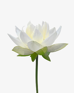 花白色花朵莲花植物png免抠素材_新图网 https://ixintu.com 花 白色 花朵 莲花 植物