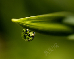 绿叶水珠植物叶子png免抠素材_新图网 https://ixintu.com 树叶 点缀 素材 植物 装饰品 叶子 绿色树叶 朦胧叶子装饰 浅绿色泛光绿叶png 清新 树叶素材图片 实物 清新树叶素材图片 树木 大树 树枝 绿色 环保