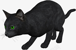 小猫咪免扣摄影图猫png免抠素材_新图网 https://ixintu.com 小猫咪 免扣 摄影图 猫