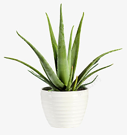 高清绿色植物芦荟盆栽png免抠素材_新图网 https://ixintu.com 绿色 植物 芦荟 盆栽 家居装饰 装饰 绿叶