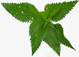 免抠薄荷叶素材png免抠素材_新图网 https://ixintu.com 叶子 薄荷 食物 绿色