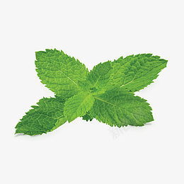 PNG薄荷叶png免抠素材_新图网 https://ixintu.com 薄荷 绿色 薄荷叶 装饰