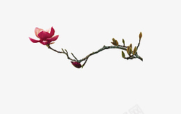 花紫色单支实物png免抠素材_新图网 https://ixintu.com 花 紫色 单支 实物