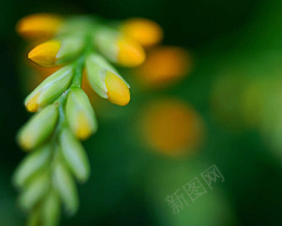 绿叶花朵植物树png免抠素材_新图网 https://ixintu.com 树叶 点缀 素材 植物 装饰品 叶子 绿色树叶 朦胧叶子装饰 浅绿色泛光绿叶png 清新 树叶素材图片 实物 清新树叶素材图片 树木 大树 树枝 绿色 环保