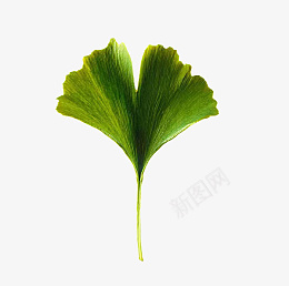 银杏树树叶png免抠素材_新图网 https://ixintu.com 银杏树 树 叶 叶子 绿色银杏树叶子