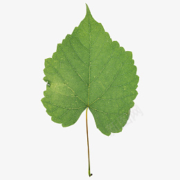 树叶免扣素材png免抠素材_新图网 https://ixintu.com 树叶 免扣 素材 白底 png 绿色 植物