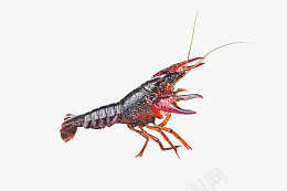 实拍美食小龙虾png免抠素材_新图网 https://ixintu.com 美食龙虾 小龙虾 实拍小龙 美味海鲜