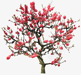 冬季梅花植物素材免扣png免抠素材_新图网 https://ixintu.com 梅 冬天 植物 花
