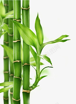 翠绿的竹子漂亮png免抠素材_新图网 https://ixintu.com 竹 竹子 绿色 清新 自然