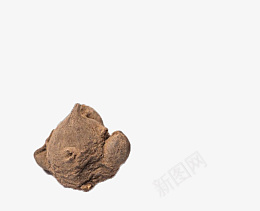 棕色中药生川乌png免抠素材_新图网 https://ixintu.com 棕色 中药 生川乌 中草药