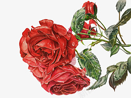 手绘玫瑰花花png免抠素材_新图网 https://ixintu.com 玫瑰 手绘 花 卡通