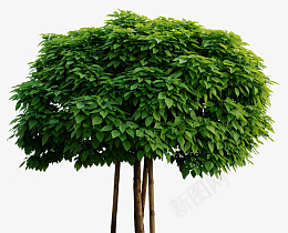植物花草花叶子绿色植物png免抠素材_新图网 https://ixintu.com 植物花草 花 叶子 绿色 植物