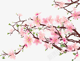 樱花摄影图高清免扣png免抠素材_新图网 https://ixintu.com 樱花 摄影图 高清 免扣
