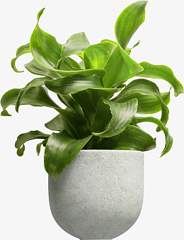 盆栽植物绿色PNGpng免抠素材_新图网 https://ixintu.com 盆栽 植物 绿色 PNG