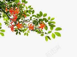 春天花开免抠元素png免抠素材_新图网 https://ixintu.com 红花 绿叶 春天 鲜花 小清新