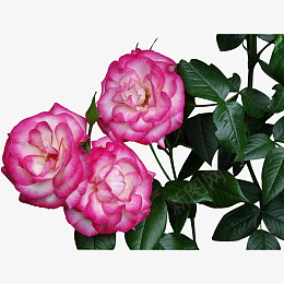 月季春天花蕊绿叶春天psd免抠素材_新图网 https://ixintu.com 月季 春天 花蕊 绿叶 香 粉色 花朵