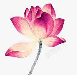 清纯淡雅荷花png免抠素材_新图网 https://ixintu.com 荷花 淡雅 花 花朵