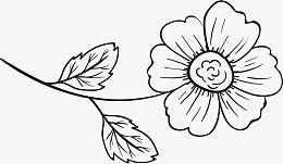 花白描素描手绘png免抠素材_新图网 https://ixintu.com 花 植物 手绘 线条