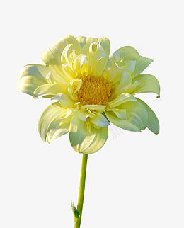 一朵小黄花多png免抠素材_新图网 https://ixintu.com 植物 花朵 喇叭花 小黄花