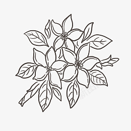 线条优美的植物叶子线描图png免抠素材_新图网 https://ixintu.com 线描叶子 优美 叶子 树叶 植物 线条 线稿 花瓣