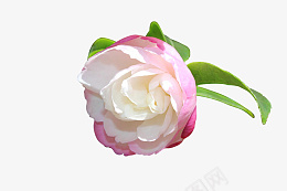 粉色小清新春天山茶花psd免抠素材_新图网 https://ixintu.com 山茶花 粉色 小清新 春天