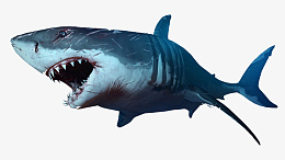 鲨鱼凶恶海洋生物png免抠素材_新图网 https://ixintu.com 蓝色 大海 鱼类 动物