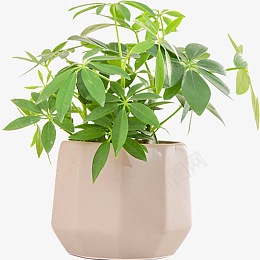 莫兰迪雾霾粉下切角鸭脚木盆栽png免抠素材_新图网 https://ixintu.com 莫兰迪 雾霾粉 下切角 鸭脚木 盆栽