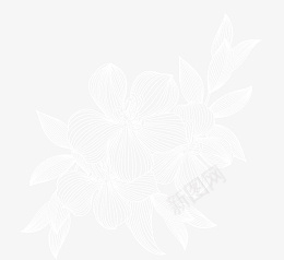 手绘白色线稿花卉叶子png免抠素材_新图网 https://ixintu.com 春天 白色 线条 花卉 花瓣 花纹 花芯