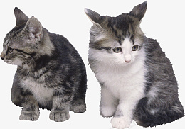 小猫咪免扣摄影图动物png免抠素材_新图网 https://ixintu.com 小猫咪 免扣 摄影图 动物