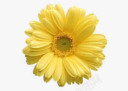 重阳节菊花素材png免抠素材_新图网 https://ixintu.com 重阳节菊花素材 菊花素材 菊花 菊花抠图