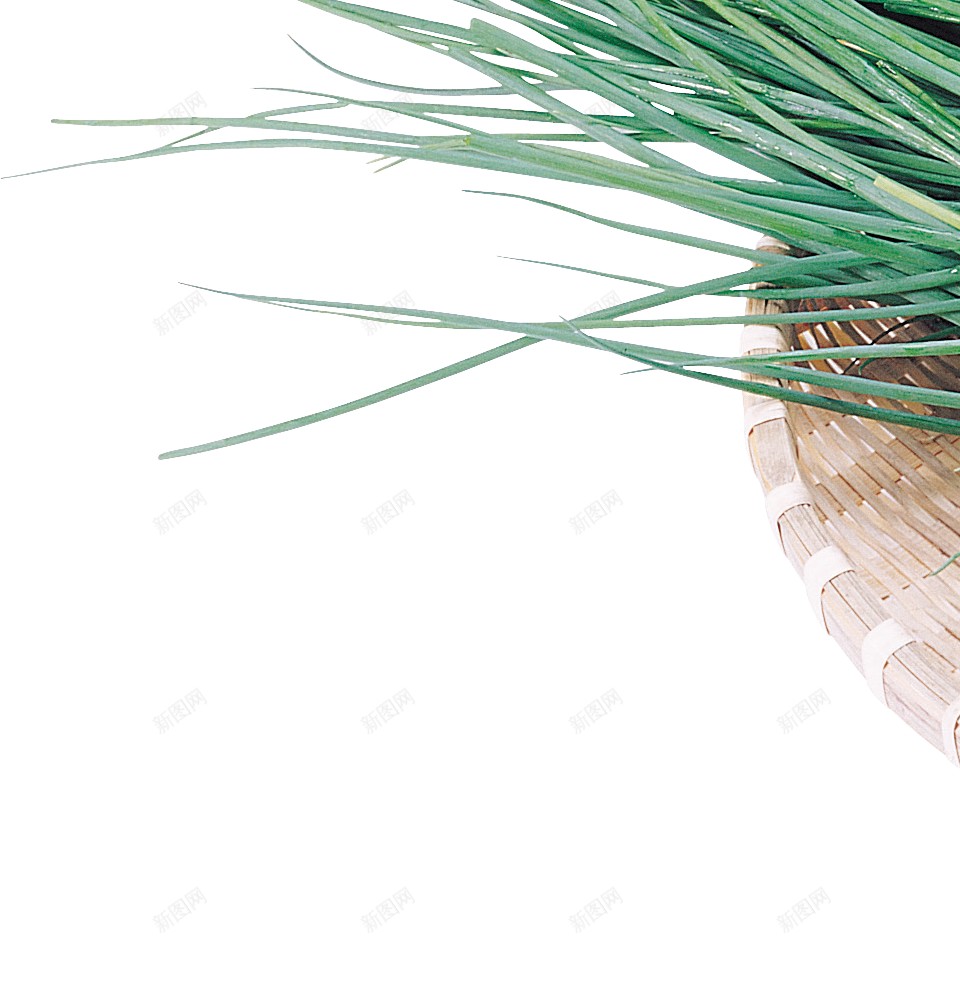 新鲜的青蒜青蒜苗蒜苔图片png免抠素材_新图网 https://ixintu.com 青蒜 青蒜苗 新鲜 蒜苔 蒜苗 蔬菜