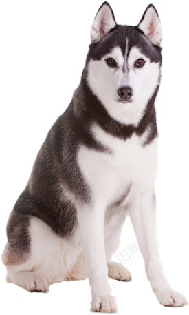 哈士奇宠物狗狗实拍图png免抠素材_新图网 https://ixintu.com 哈士奇 狗狗 犬 可爱 动物 实拍 宠物 忠诚 小狗