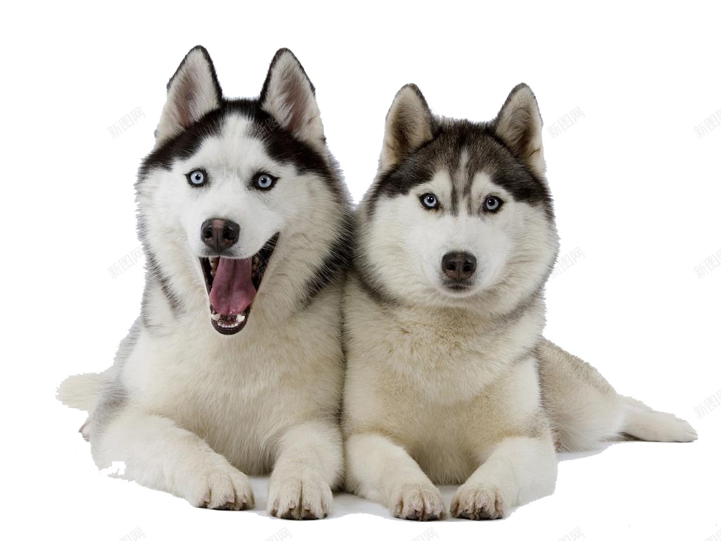 哈士奇宠物狗狗实拍图png免抠素材_新图网 https://ixintu.com 哈士奇 狗狗 犬 可爱 动物 实拍 宠物 忠诚 小狗