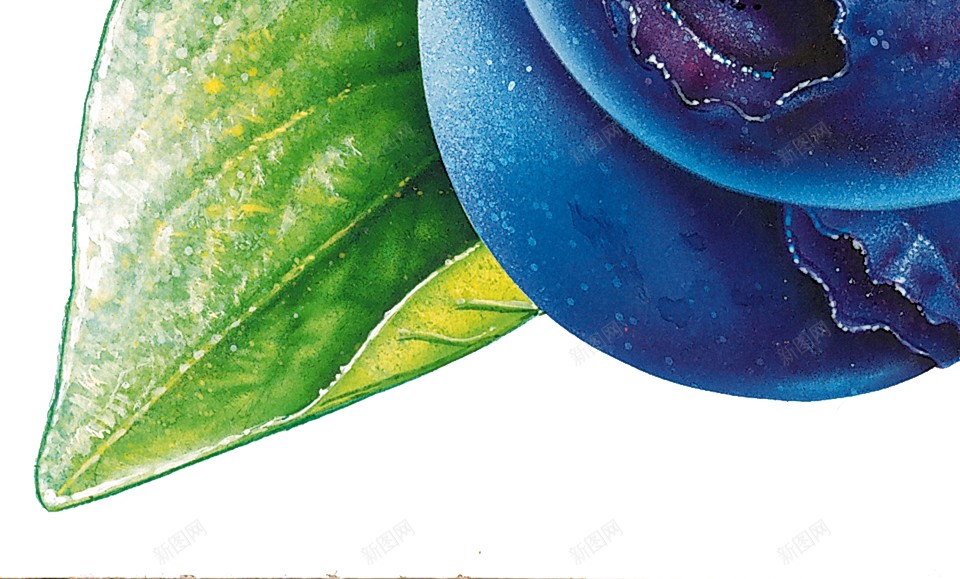 越橘蓝色浆果蓝莓blueberry的复数png免抠素材_新图网 https://ixintu.com blueberry的复数 越橘蓝色浆果蓝莓