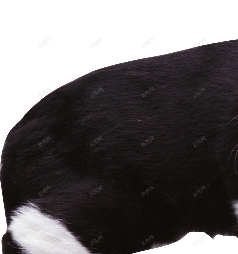 猫猫科动物png免抠素材_新图网 https://ixintu.com 猫 猫科动物